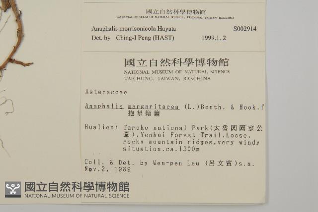 玉山抱莖籟簫藏品圖，第2張