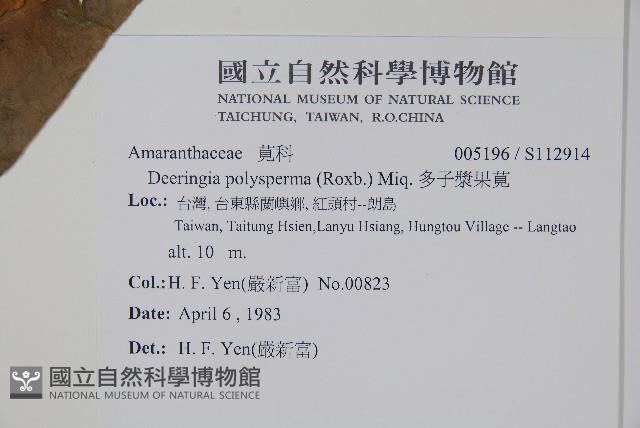 多子漿果莧藏品圖，第2張