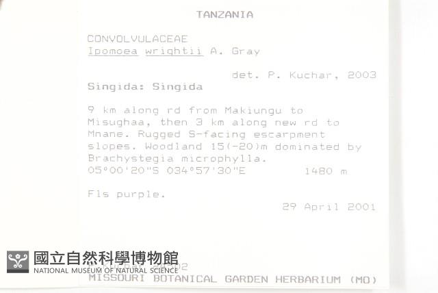 槭葉小牽牛藏品圖，第2張