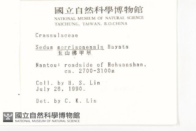 玉山佛甲草藏品圖，第2張