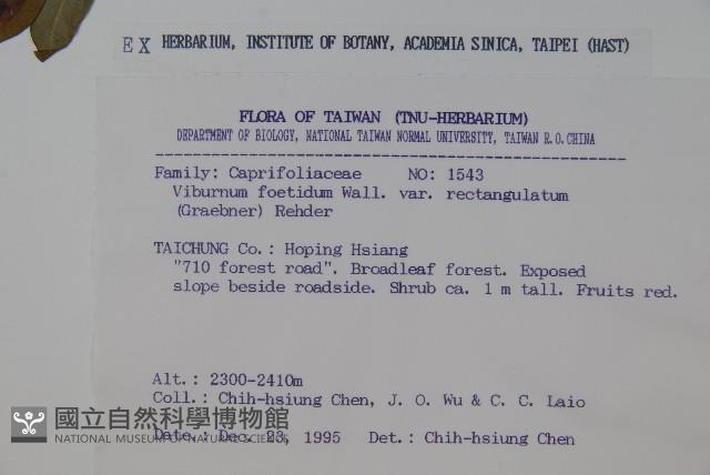 狹葉莢迷藏品圖，第2張