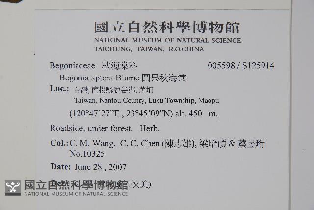 圓果秋海棠藏品圖，第2張