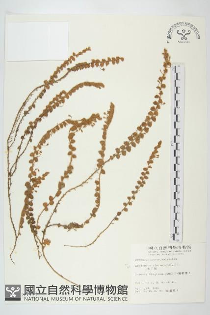 土丁桂藏品圖，第1張