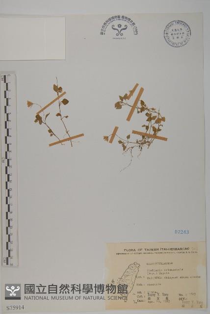 阿里山繁縷藏品圖，第1張