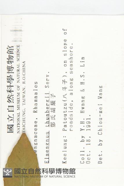 鄧氏胡頹子藏品圖，第2張