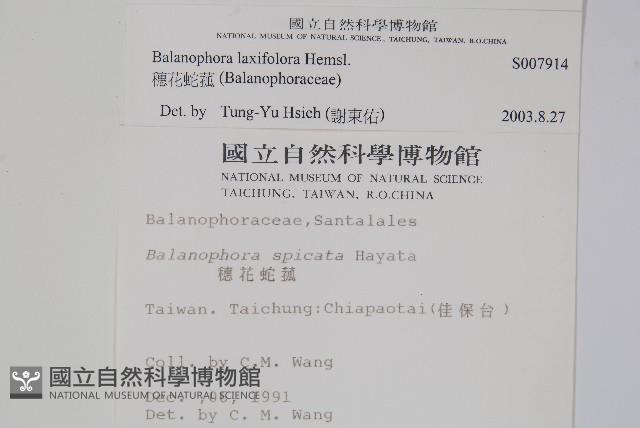 穗花蛇菰藏品圖，第2張