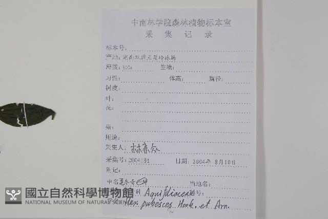 密毛假黃楊藏品圖，第2張