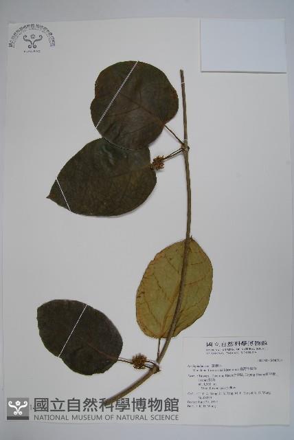 臺灣牛嬭菜藏品圖，第1張