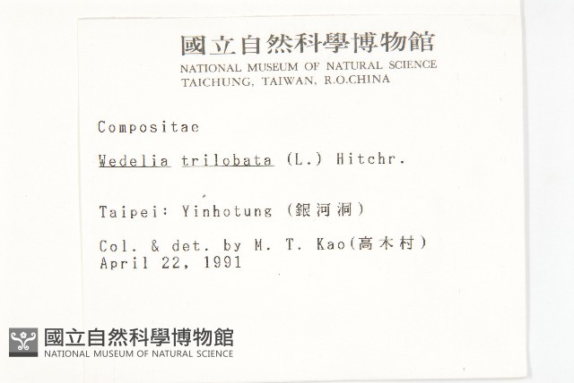 南美蟛蜞菊、三裂葉蟛蜞菊藏品圖，第2張