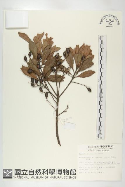 杜英、山杜英、蘭嶼杜英藏品圖，第1張