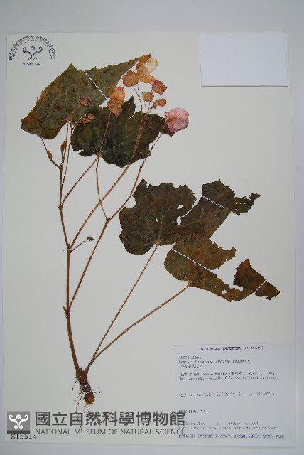水鴨腳藏品圖，第1張