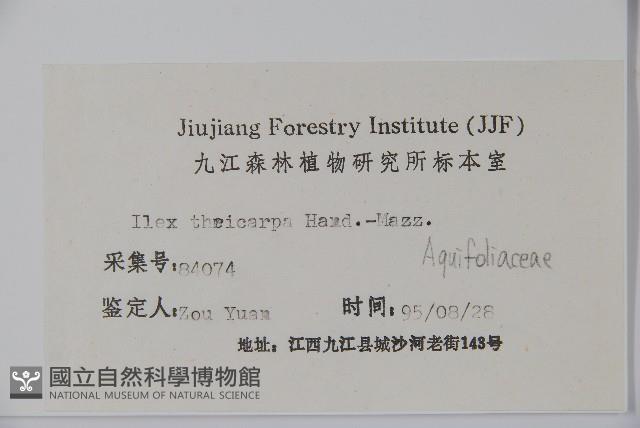 藤胡頹子藏品圖，第2張