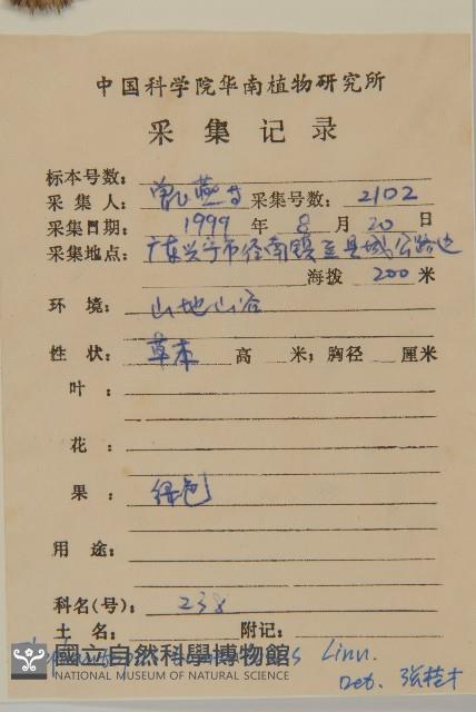 白花地膽草藏品圖，第2張