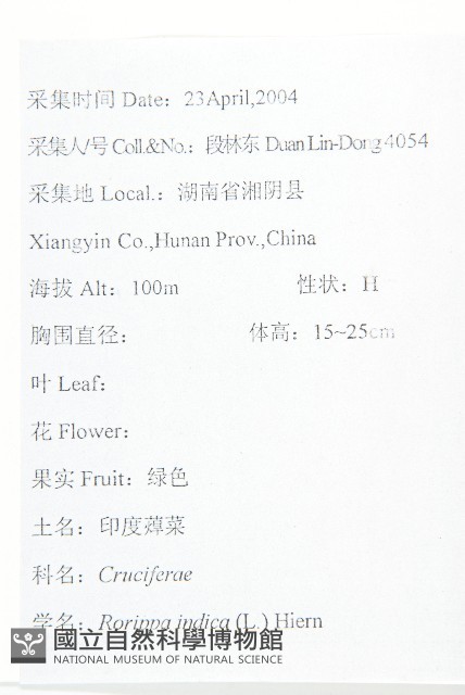 葶藶藏品圖，第2張