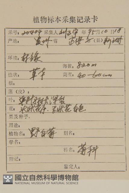 油菊、野菊藏品圖，第2張