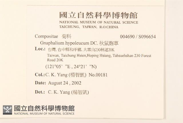 秋鼠麴草藏品圖，第2張