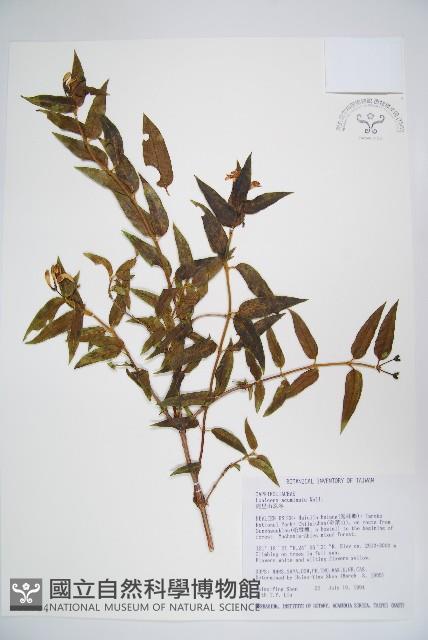 阿里山忍冬、漸尖葉忍冬藏品圖，第1張