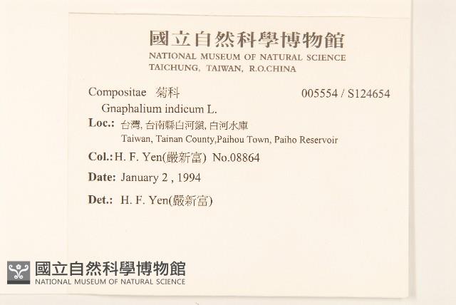 多莖鼠麴草藏品圖，第2張