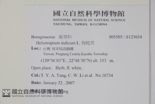 狗尾草藏品圖，第2張