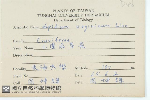 獨行菜藏品圖，第2張