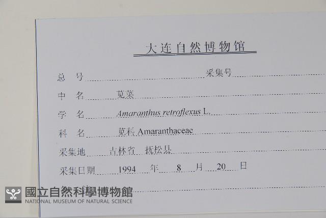 反枝莧藏品圖，第2張