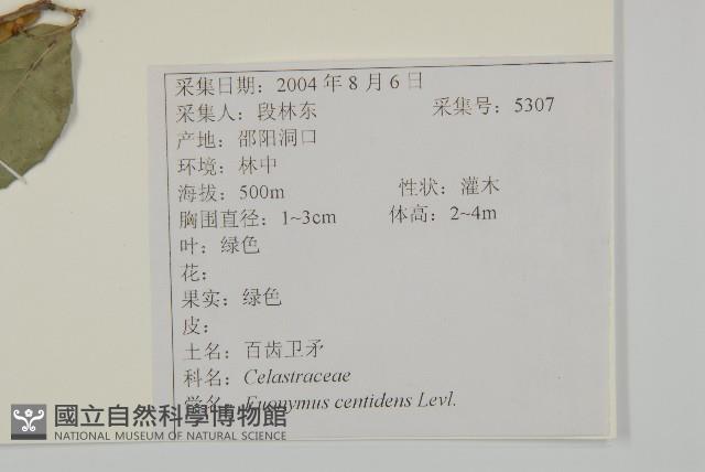 百齒衛矛藏品圖，第2張