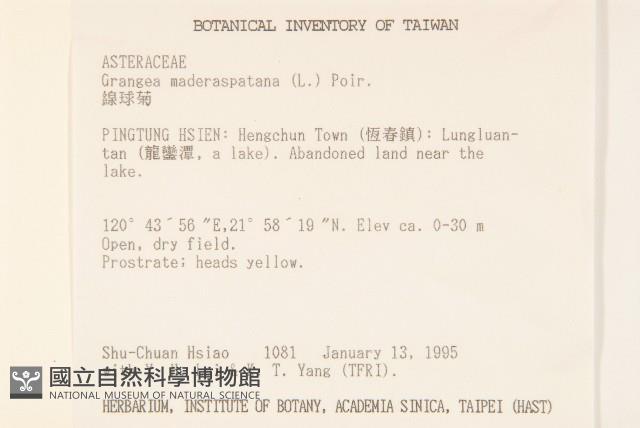 線球菊、田基黃藏品圖，第2張