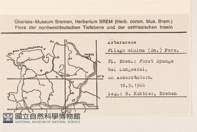 纖細絮菊藏品圖，第2張