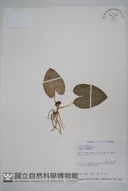 大花細辛、馬蹄香藏品圖，第1張