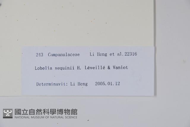 大本山梗菜藏品圖，第2張