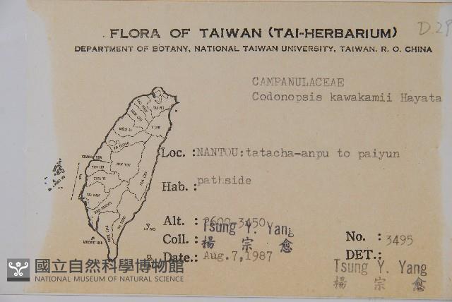 玉山山奶草藏品圖，第2張