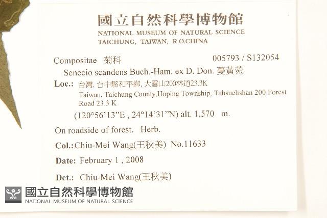 蔓黃菀藏品圖，第2張