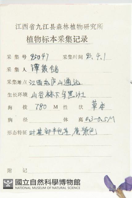 諸葛菜藏品圖，第2張