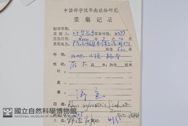 野漆樹藏品圖，第2張