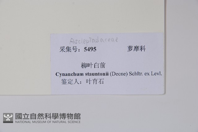 柳葉白前藏品圖，第2張