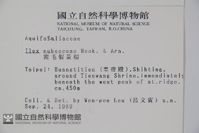 密毛假黃楊藏品圖，第2張