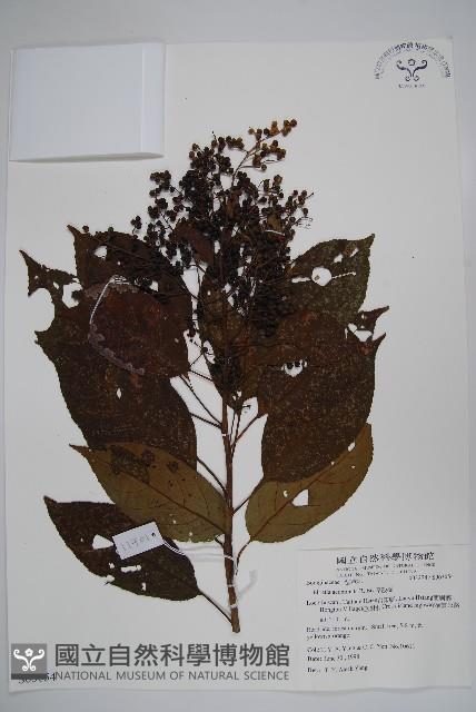 厚殼樹藏品圖，第1張