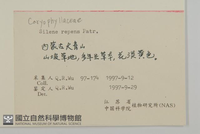 匍生蠅子草藏品圖，第2張