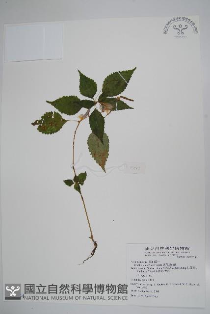 紫花鳳仙花藏品圖，第1張