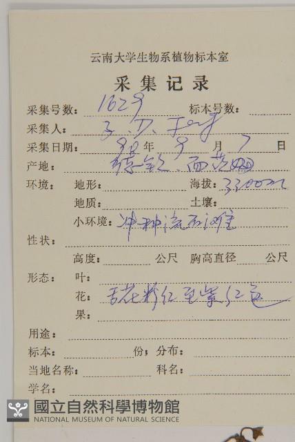 紅頭垂頭菊藏品圖，第2張