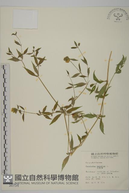 狗筋蔓藏品圖，第1張