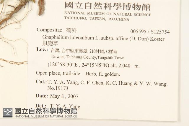 鼠麴草藏品圖，第2張