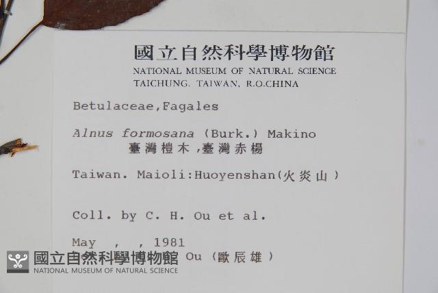 臺灣赤楊、臺灣榿木藏品圖，第2張