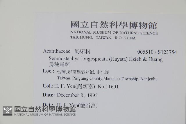 長穗馬藍藏品圖，第2張