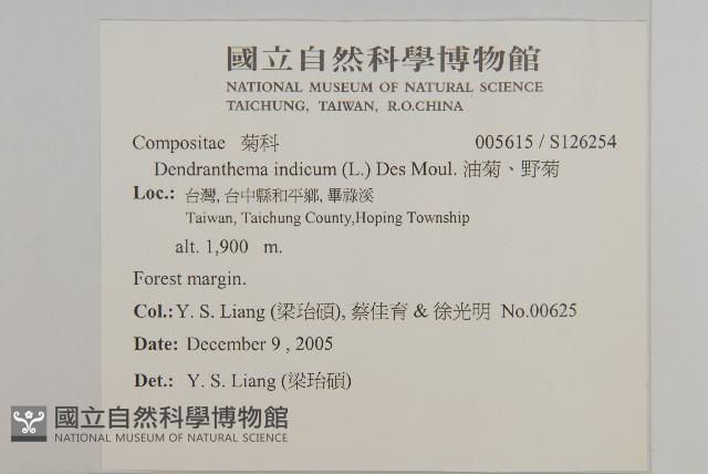 油菊、野菊藏品圖，第2張