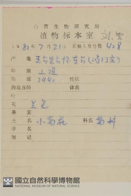 翠菊藏品圖，第2張