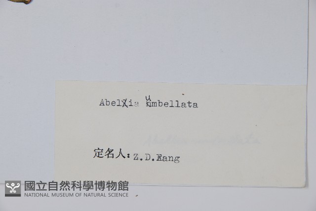 傘花六道木藏品圖，第2張