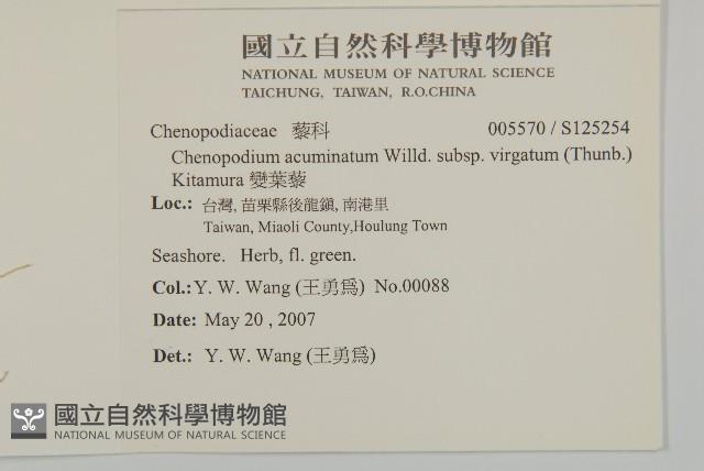 變葉藜藏品圖，第2張