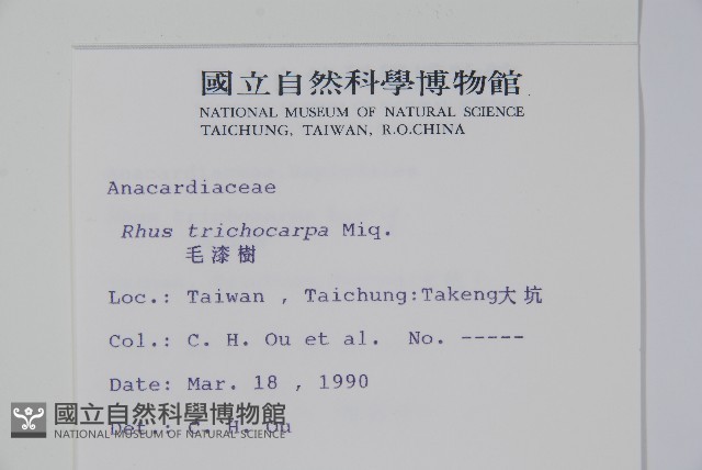 毛漆樹藏品圖，第2張