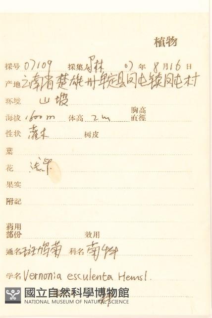 斑鳩菊藏品圖，第2張